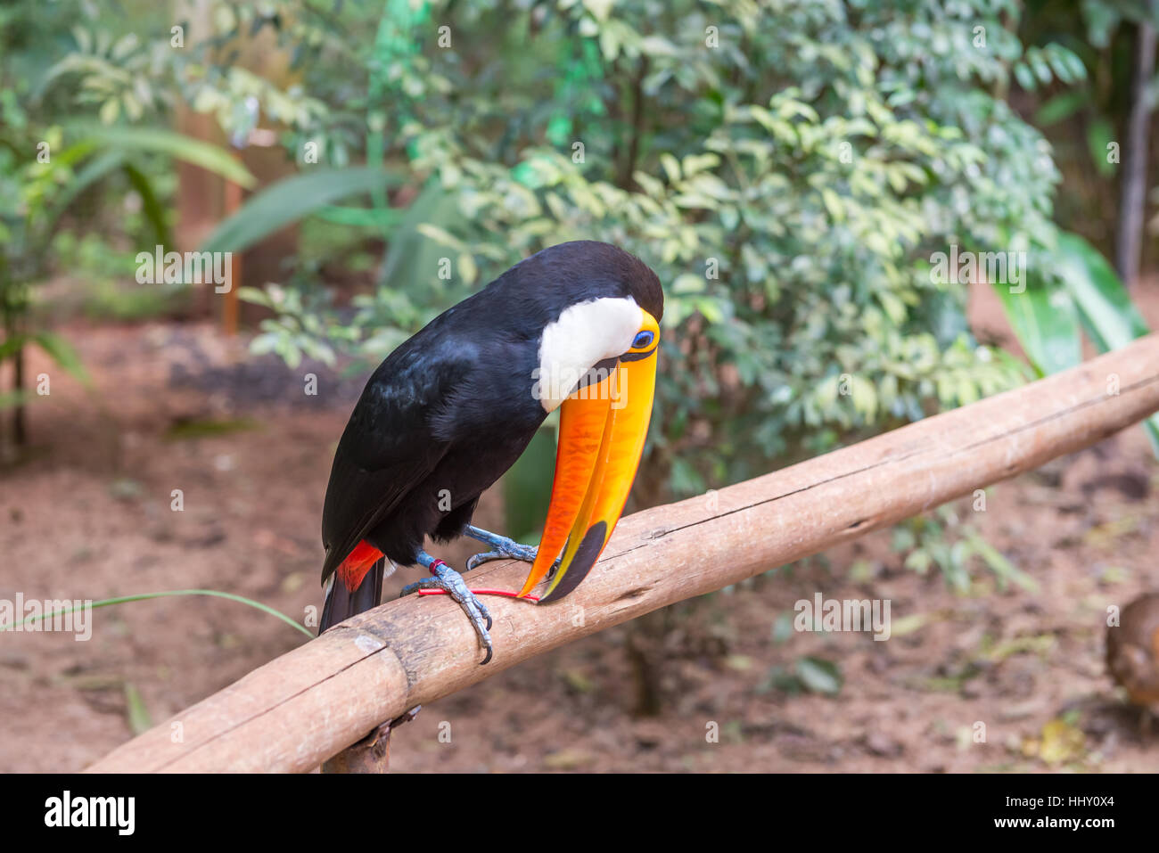 Toucan exotique brésilien un oiseau dans la nature au Foz do Iguacu, Parana, Brésil. Banque D'Images