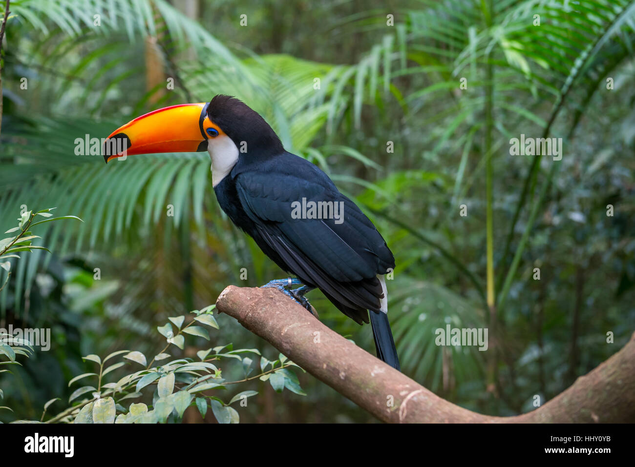 Toucan exotique brésilien un oiseau dans la nature au Foz do Iguacu, Parana, Brésil. Banque D'Images