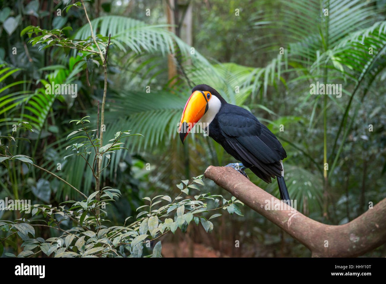 Toucan exotique brésilien un oiseau dans la nature au Foz do Iguacu, Parana, Brésil. Banque D'Images