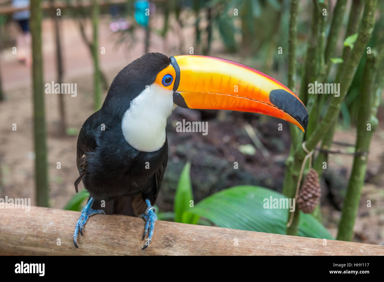 Toucan exotique brésilien un oiseau dans la nature au Foz do Iguacu, Parana, Brésil. Banque D'Images