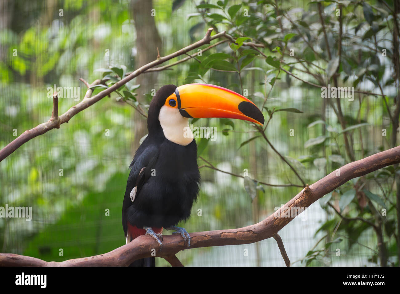 Toucan exotique brésilien un oiseau dans la nature au Foz do Iguacu, Parana, Brésil. Banque D'Images