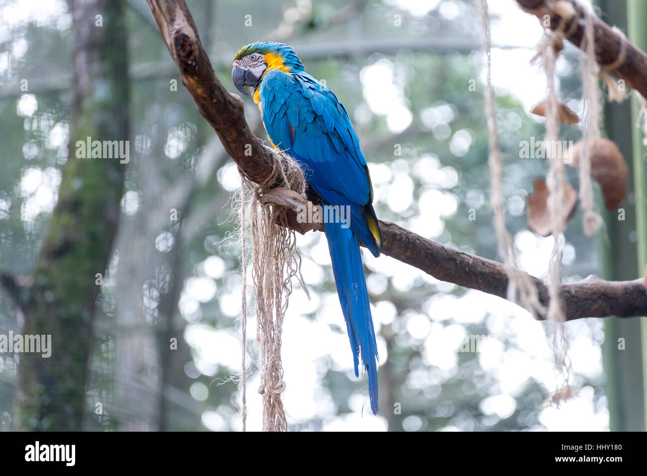 Perroquets ara bleu oiseau sur une branche d'arbre au Brésil Banque D'Images