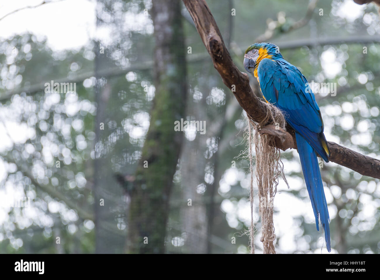 Perroquets ara bleu oiseau sur une branche d'arbre au Brésil Banque D'Images