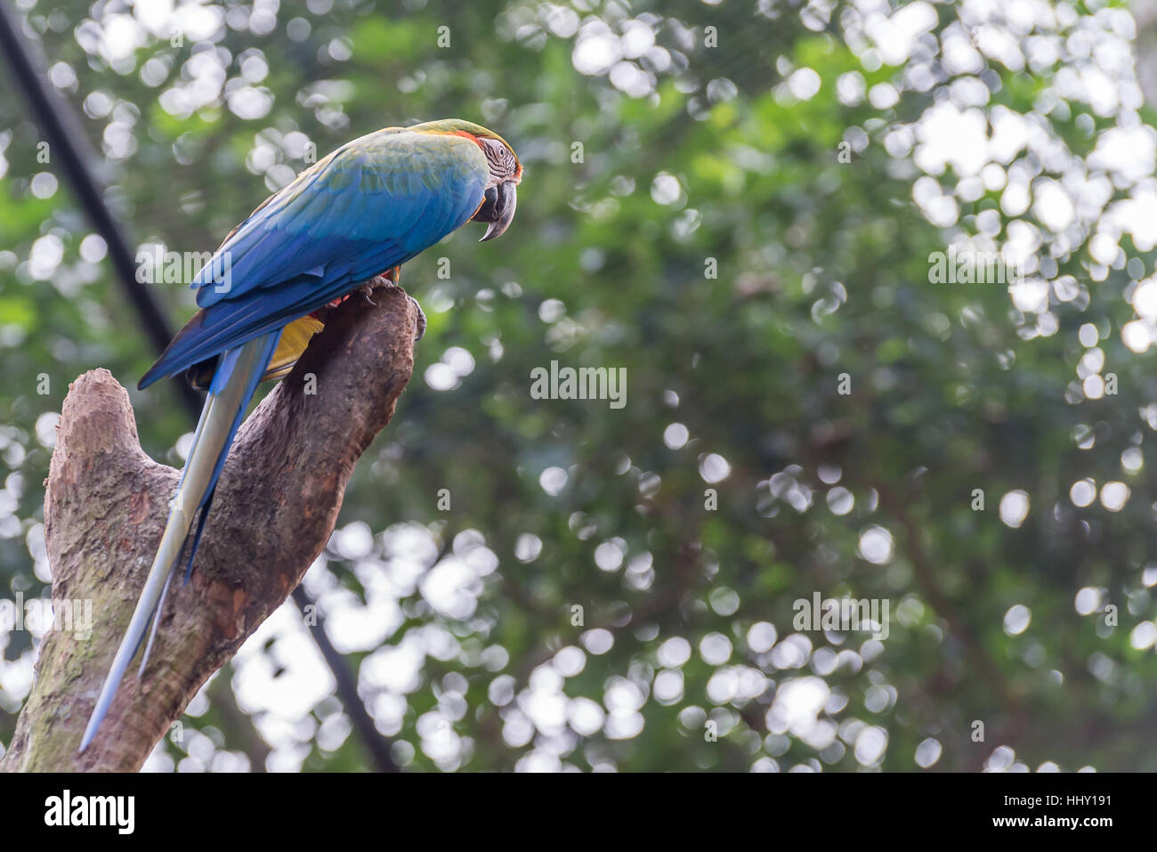 Perroquets ara bleu oiseau sur une branche d'arbre au Brésil Banque D'Images