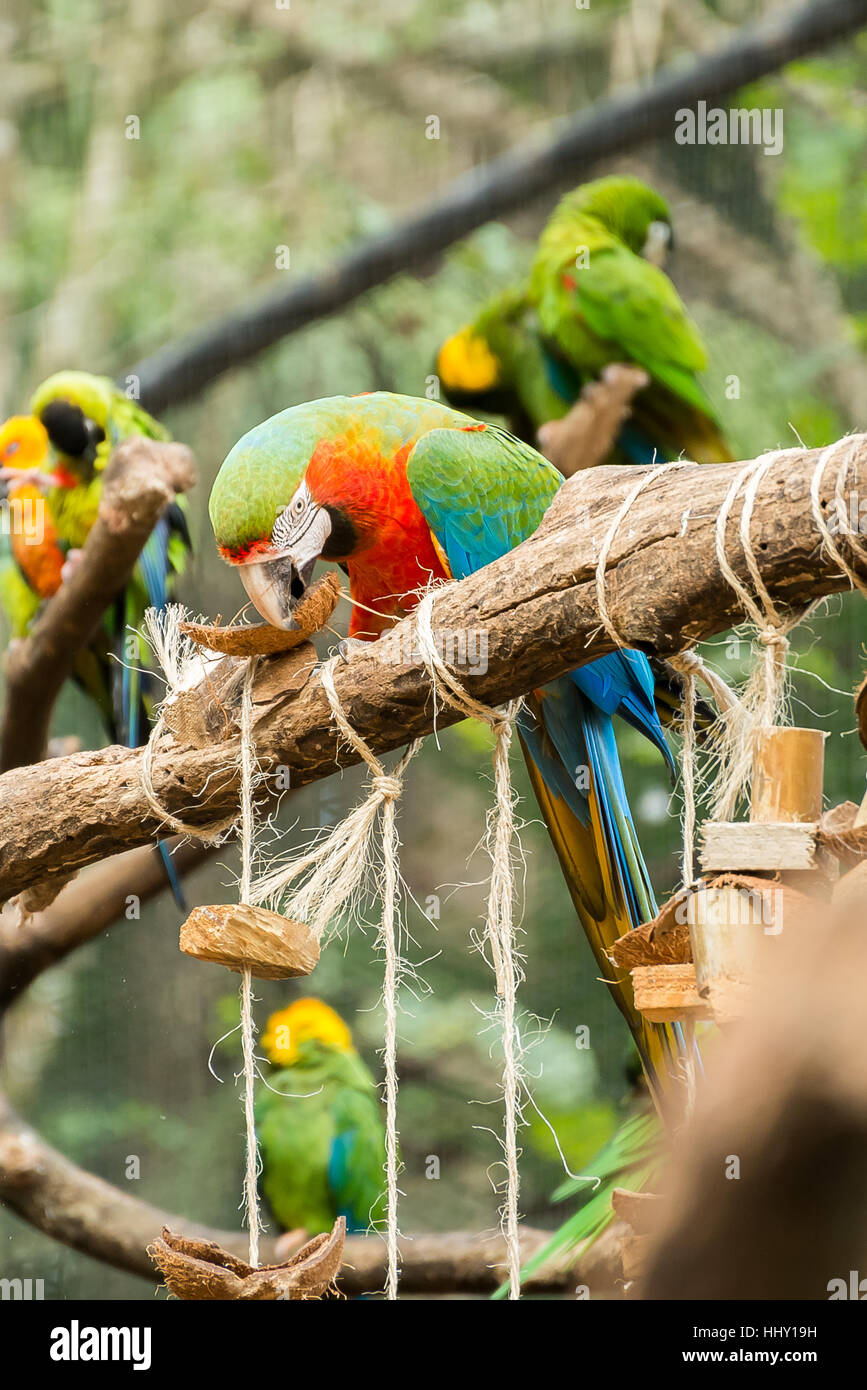 Macaw perroquets colorés oiseau sur une branche d'arbre au Brésil Banque D'Images