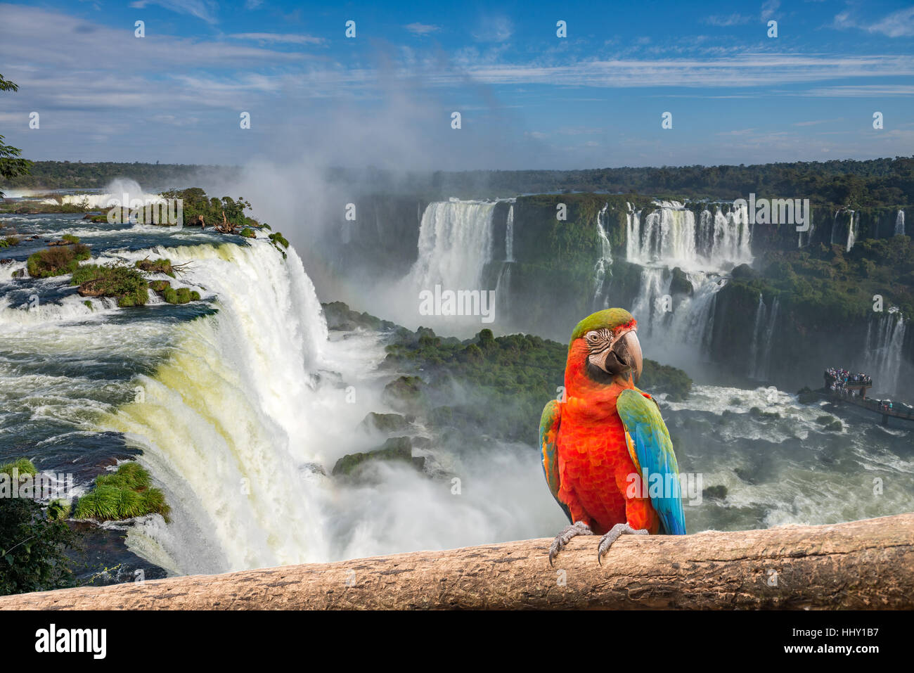 Le macaw parrot au Cataratas de Iguassu Falls (Iguasu) situé sur la frontière du Brésil et l'Argentine Banque D'Images