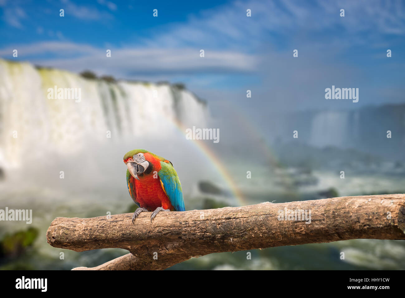 Fermer la vue de macaw parrot au Cataratas des chutes d'eau sous ciel bleu et beaucoup de vapeur d'eau dans l'air à la Foz do Iguassu, Brésil. Banque D'Images