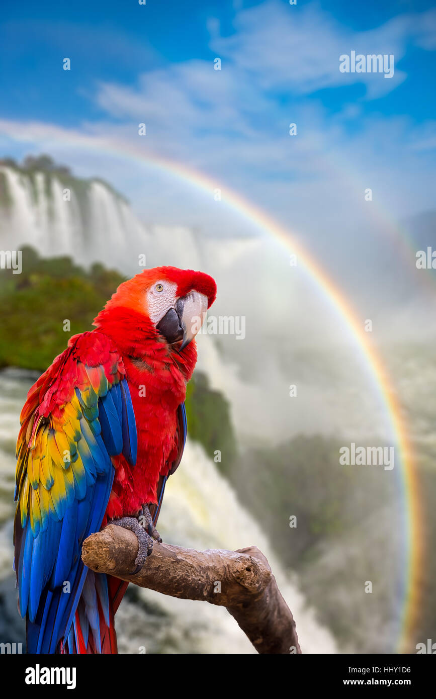 Le macaw parrot au Cataratas de Iguassu Falls (Iguasu) situé sur la frontière du Brésil et l'Argentine Banque D'Images