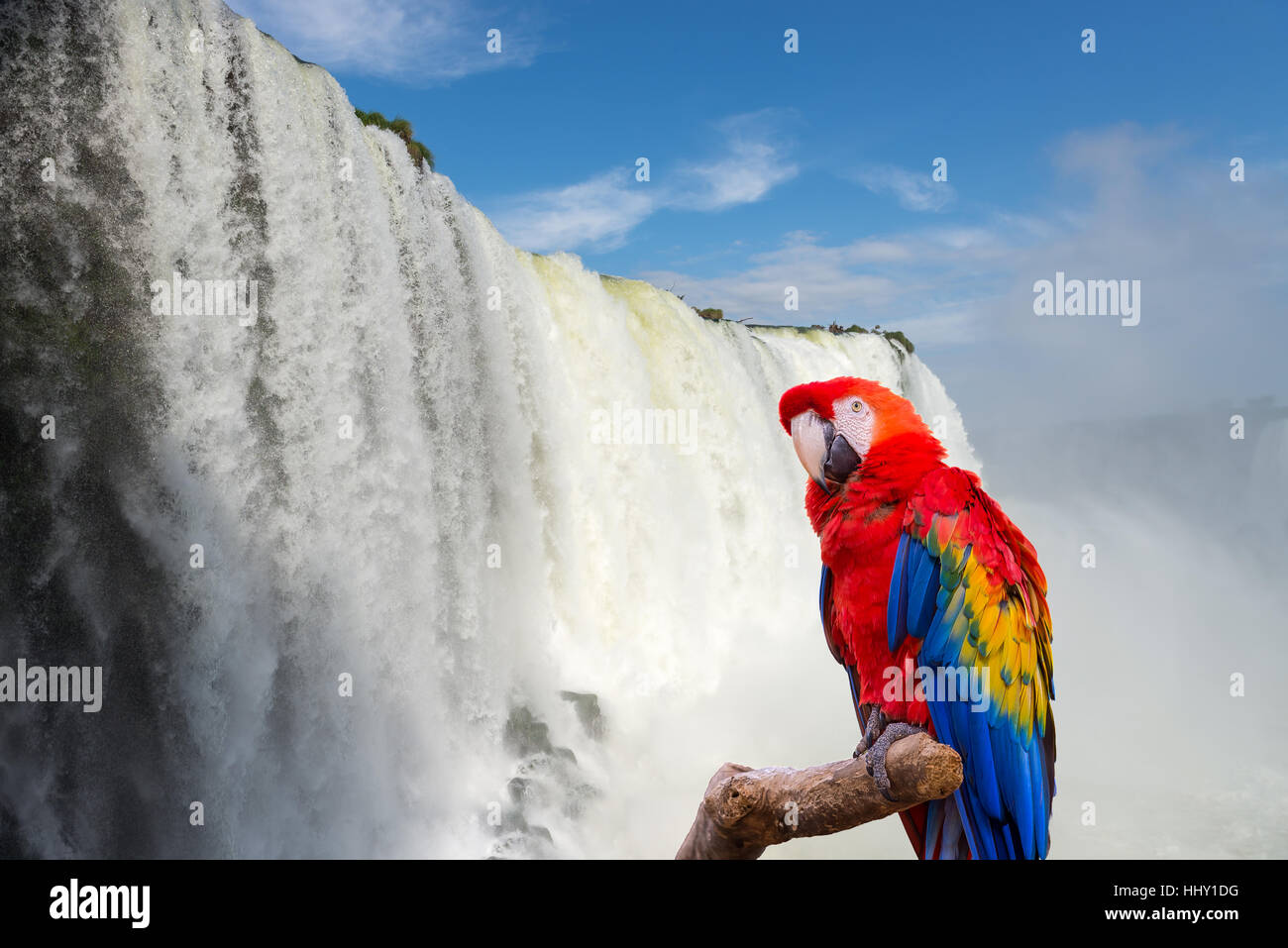 Le macaw parrot au Cataratas de Iguassu Falls (Iguasu) situé sur la frontière du Brésil et l'Argentine Banque D'Images