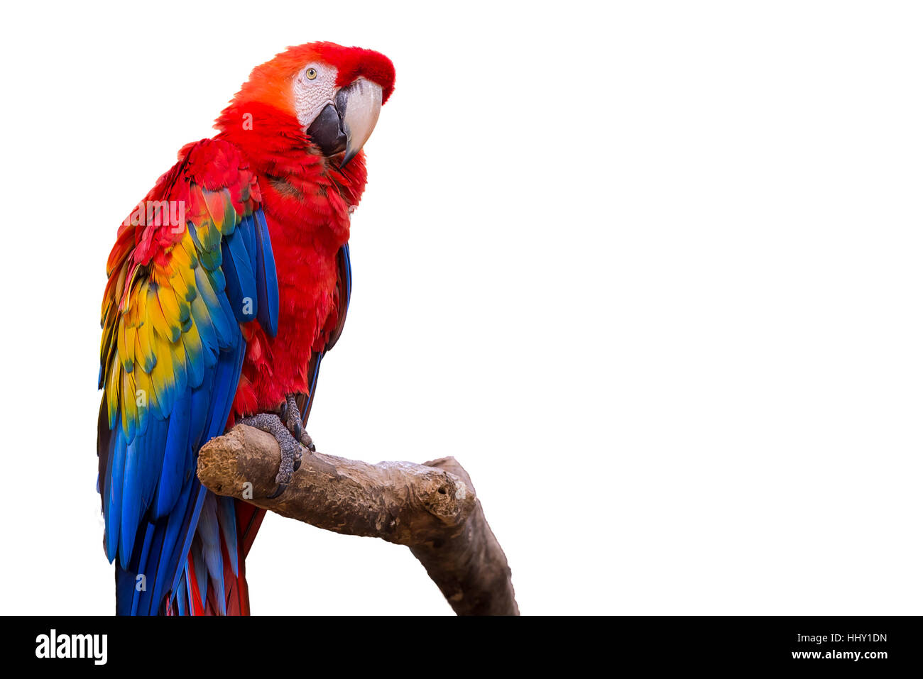 Macaw perroquets colorés comme un oiseau sur la branche d'un arbre isolé sur fond blanc Banque D'Images