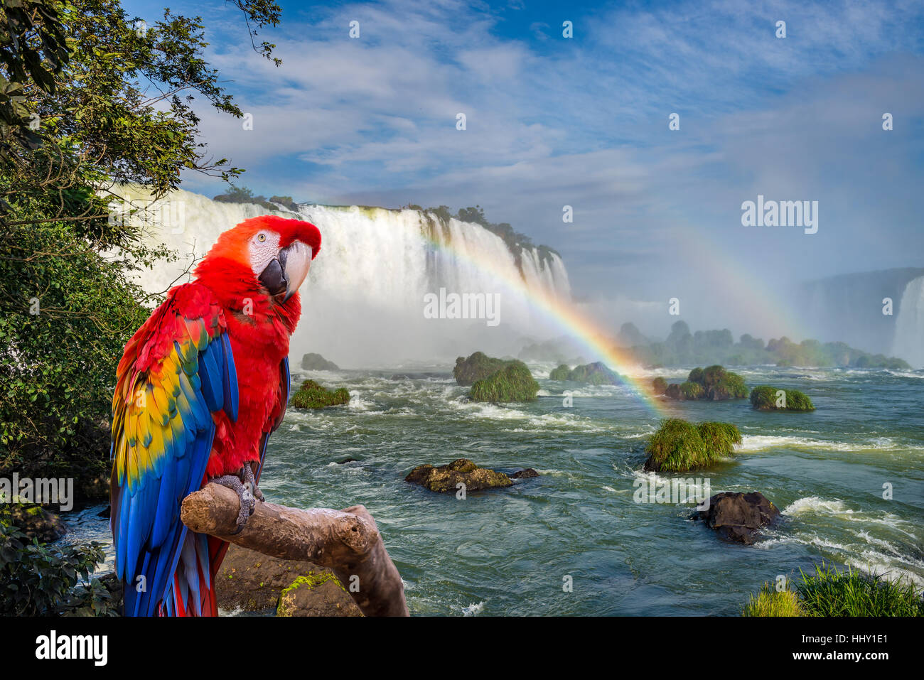 Le macaw parrot au Cataratas de Iguassu Falls (Iguasu) situé sur la frontière du Brésil et l'Argentine Banque D'Images