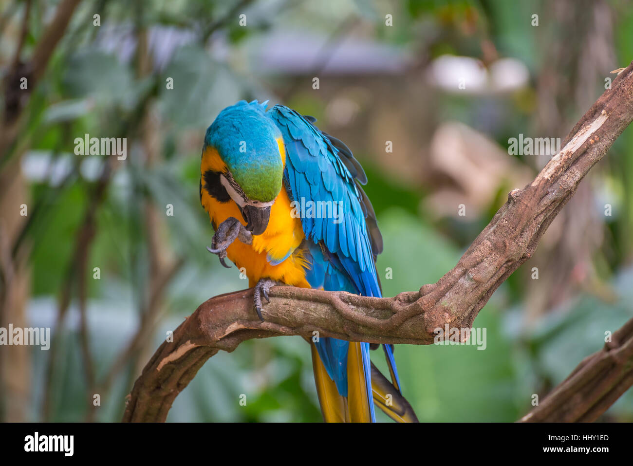 L'ara bleu et jaune ou le bleu et or Macaw (Ara ararauna) au Brésil. Il est membre du groupe des grands perroquets néotropicaux. Banque D'Images