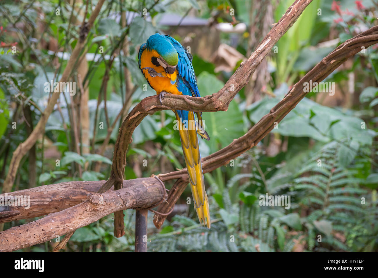 Perroquets ara bleu oiseau sur une branche d'arbre au Brésil Banque D'Images