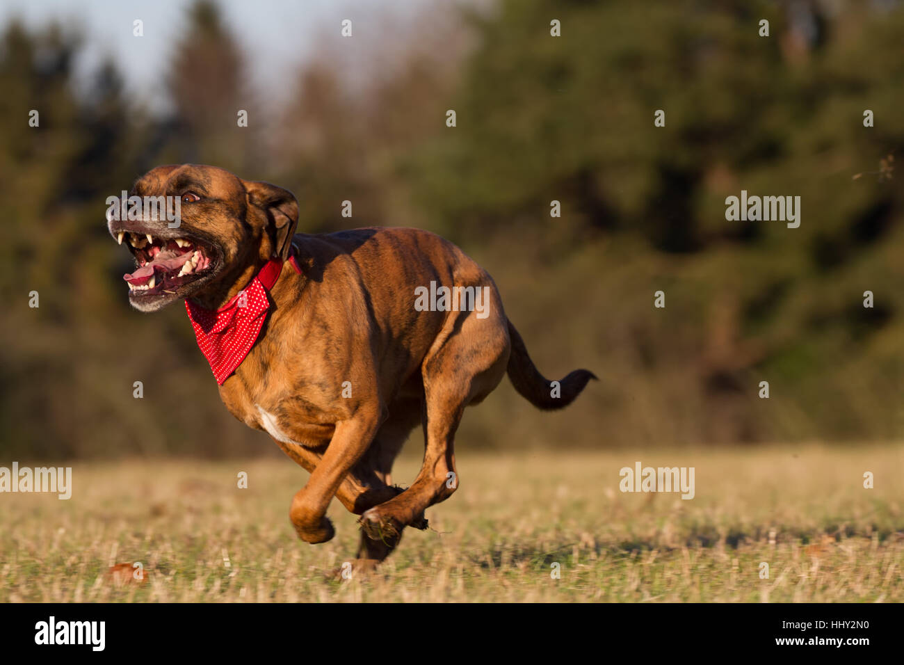 Heureux chien courir avec Bandana à Field, parc ou espace ouvert Banque D'Images
