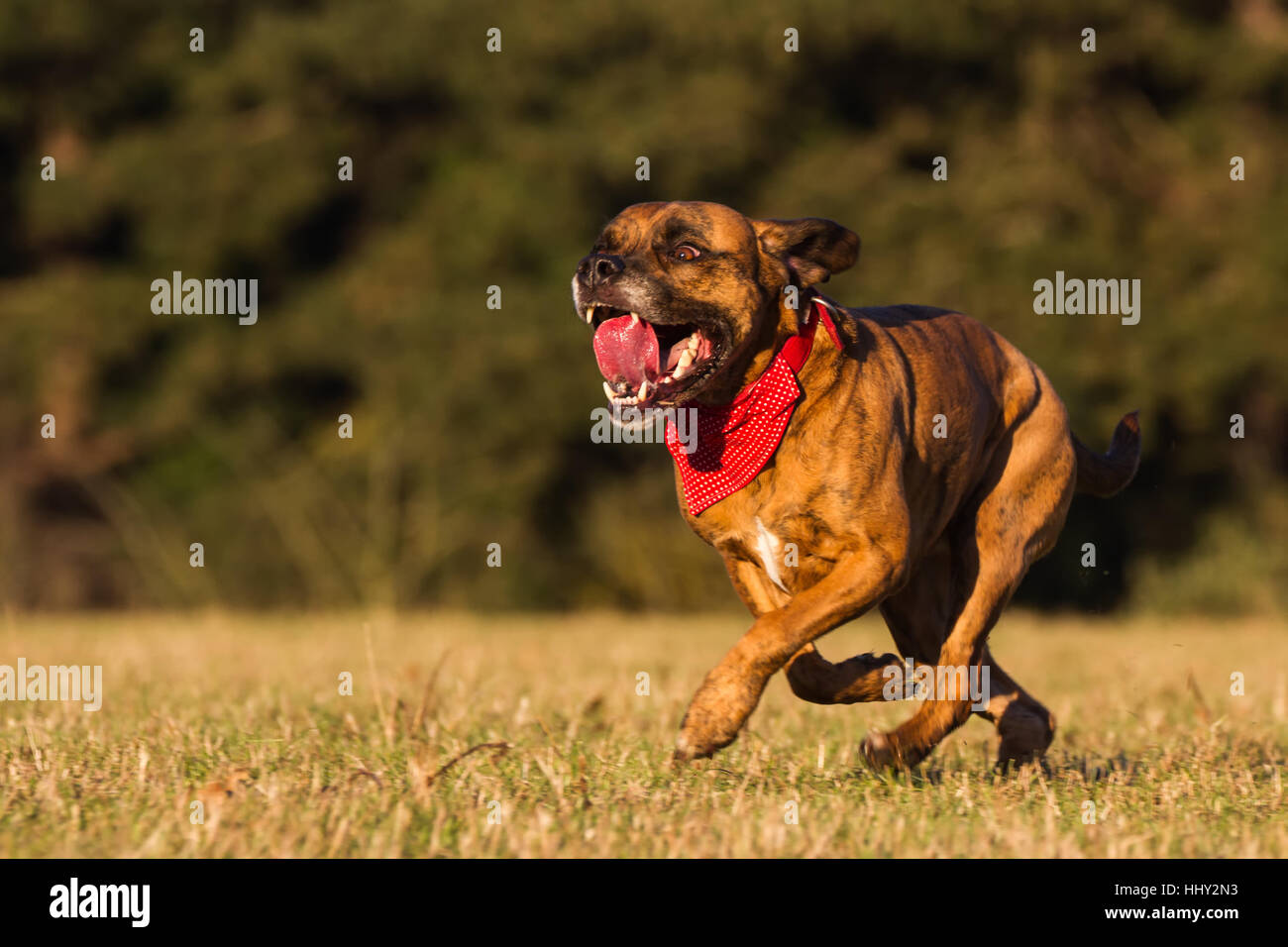 Heureux chien courir avec Bandana à Field, parc ou espace ouvert Banque D'Images