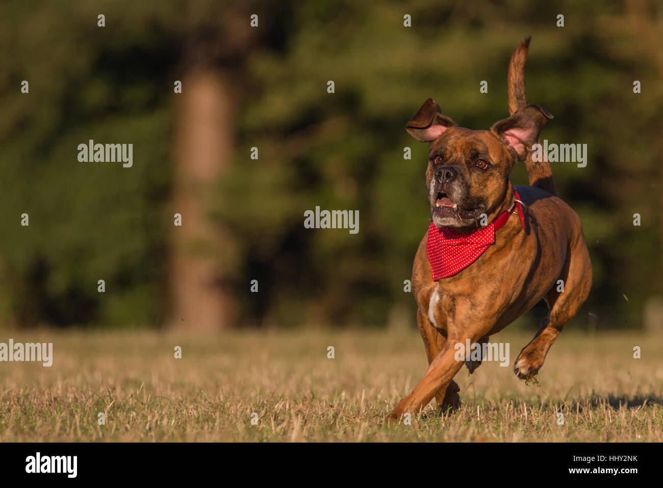 Heureux chien courir avec Bandana à Field, parc ou espace ouvert Banque D'Images