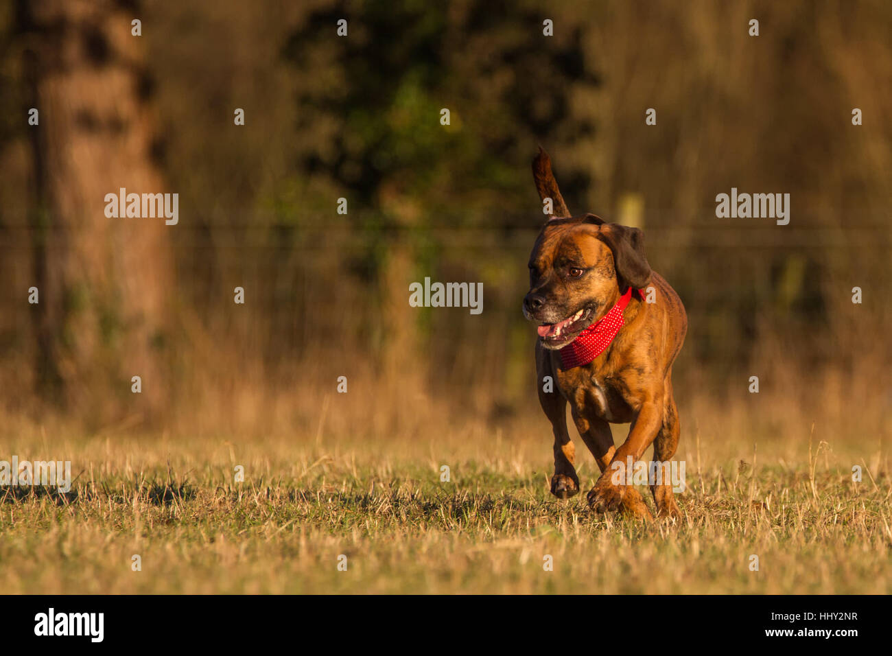 Heureux chien courir avec Bandana à Field, parc ou espace ouvert Banque D'Images