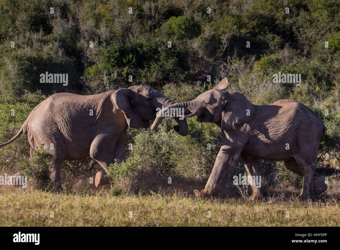 Deux jeunes taureaux éléphants africains en sparring espièglerie bush, Afrique du Sud Banque D'Images