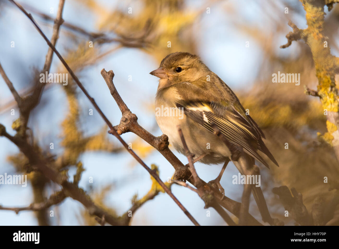 Chaffinch (Fringilla coelebs), femelle de se percher en haie. Petit oiseau de la famille des Fringillidae () vu à travers les branches Banque D'Images