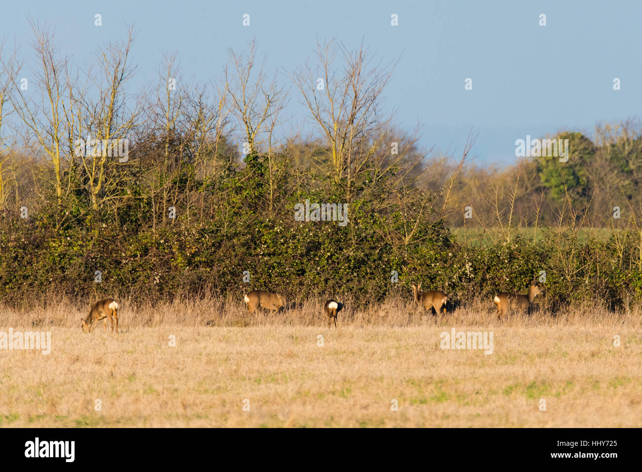Troupeau de chevreuils (Capreolus capreolus) pâture d'Auburn en famille des cervidés, à croupion blanc bien visible des correctifs Banque D'Images