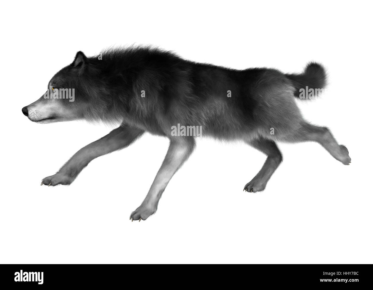 Le rendu 3D d'un Loup gris isolé sur fond blanc Banque D'Images