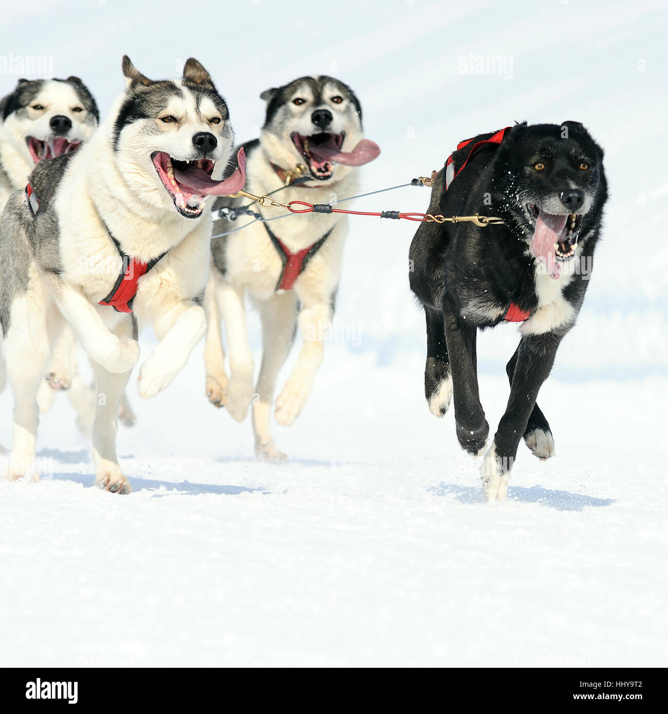 L'équipe de chien sportif est en marche dans la neige Banque D'Images