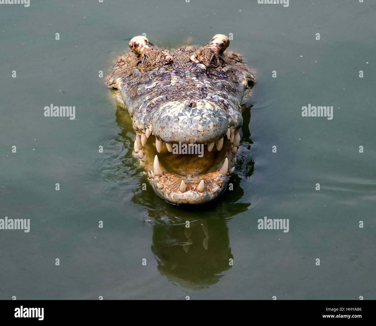 Tête de crocodile qui sort de l'eau Banque D'Images