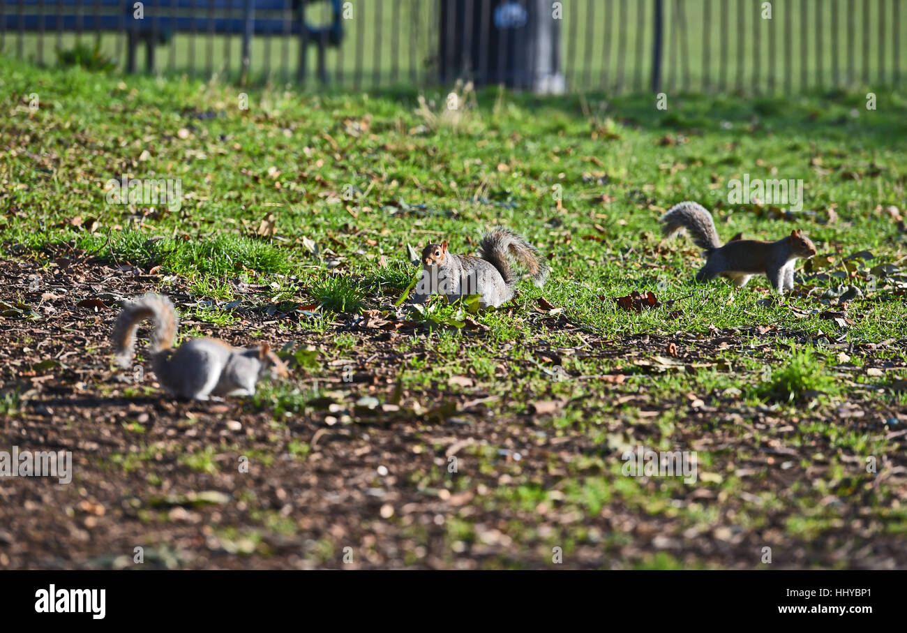 L'écureuil gris Sciurus carolinensis jouant dans le Queens Park Brighton Banque D'Images