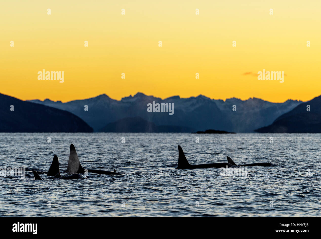 L'épaulard (Orcinus orca), Groupe, famille des animaux, coucher de soleil, les montagnes à l'arrière, Kaldfjorden, Tromvik, Norvège Banque D'Images