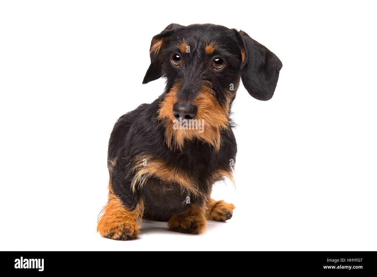 Teckel poil fil devant un fond blanc Banque D'Images