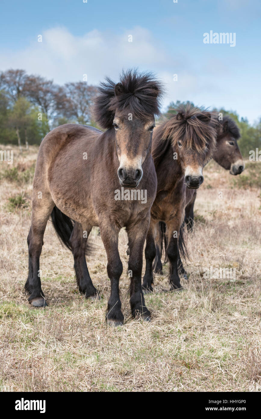 Trois poneys Exmoor Banque D'Images