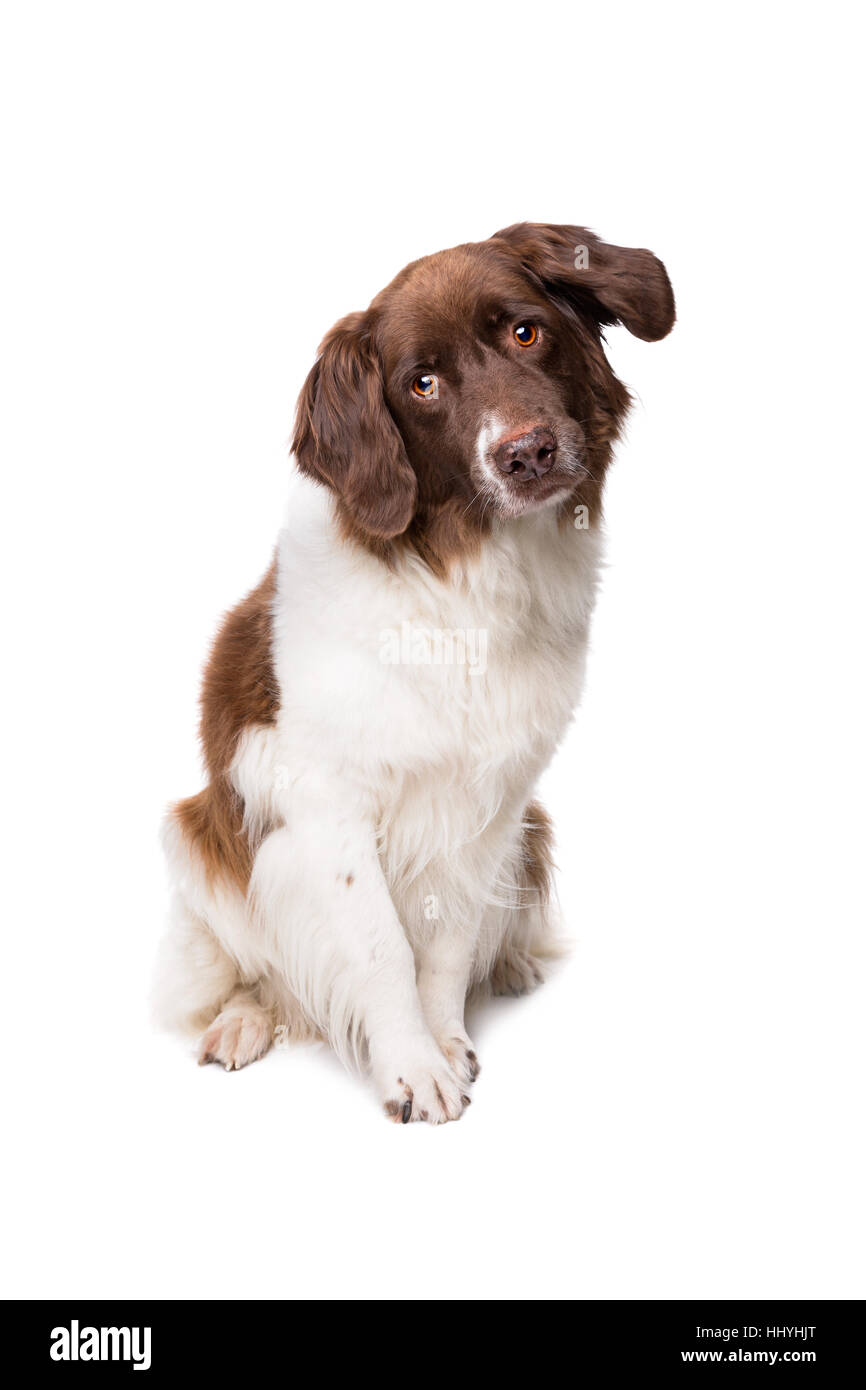 Dutch partrige Drentse patrijs, chien hond, devant un fond blanc Banque D'Images