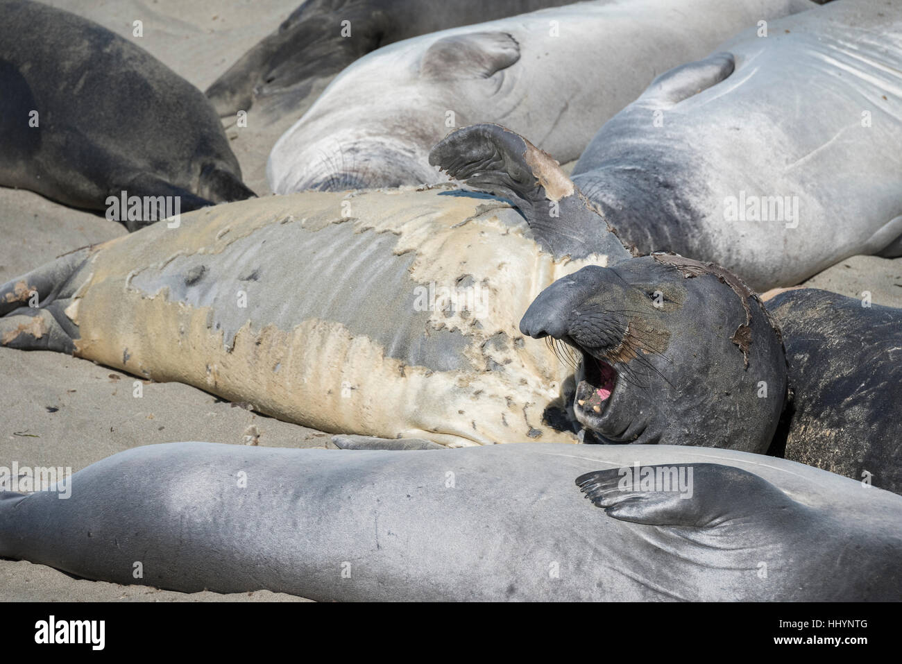 Léphant, Mirounga angustirostris, fourrure se détache un joint mâle grincheux l'objet d'une mue annuelle mue ou Piedras Blancas,, California, US Banque D'Images