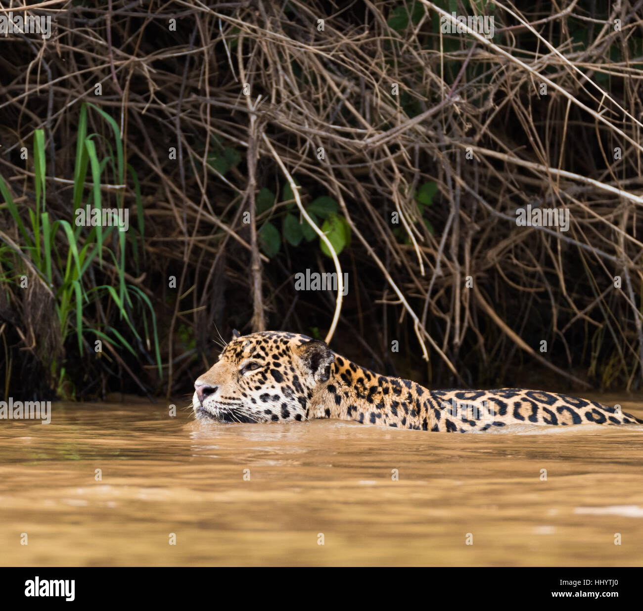 La Jaguar, le long de la Banque mondiale Banque D'Images