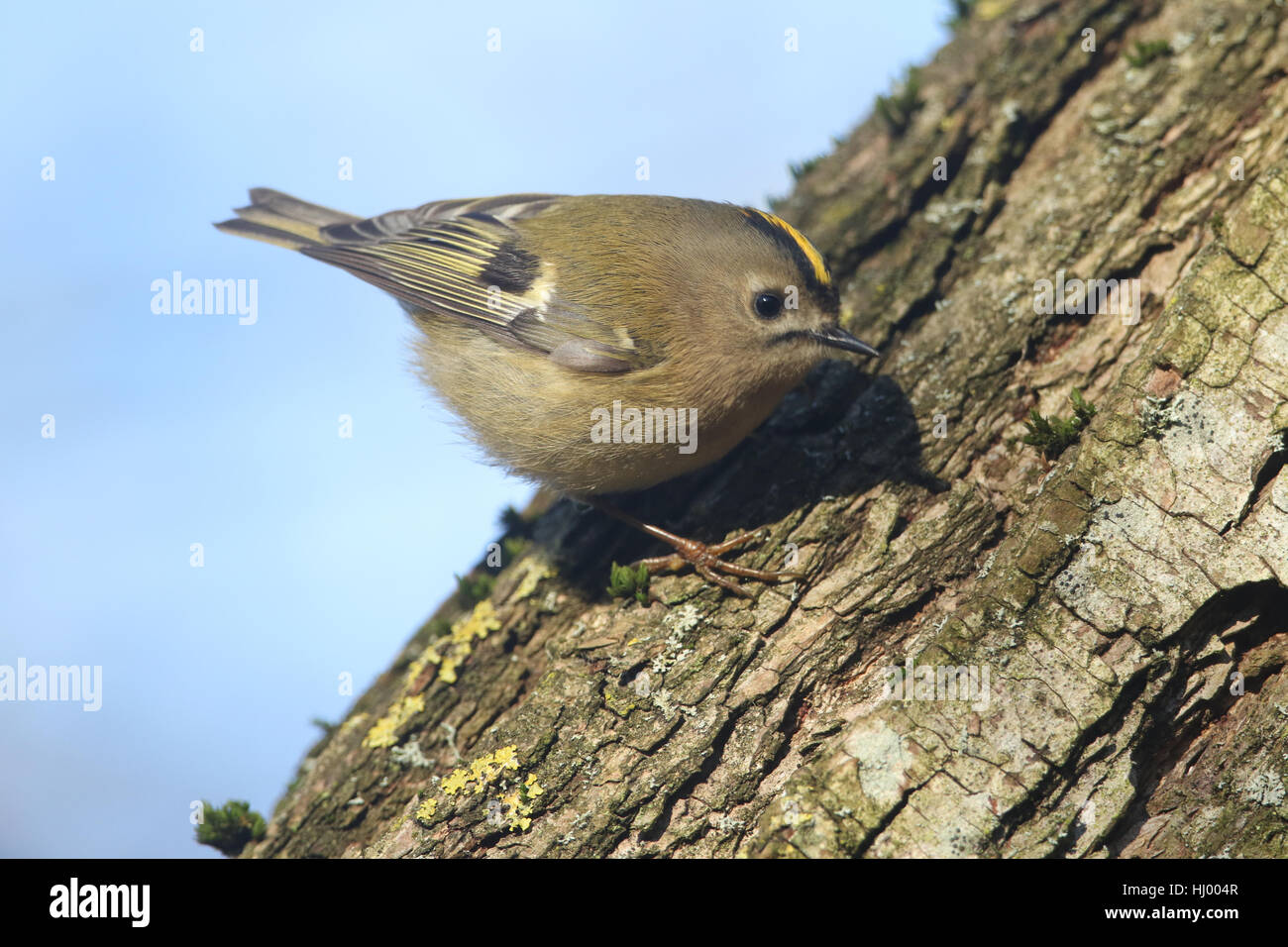 Un Goldcrest (Regulus regulus) la chasse aux insectes de manger dans l'écorce d'un arbre. Banque D'Images