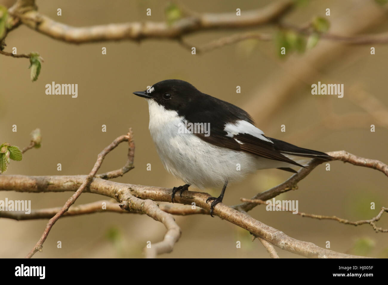 Un pied mâle rare (Ficedula hypoleuca) Moucherolles perché dans un buisson. Banque D'Images