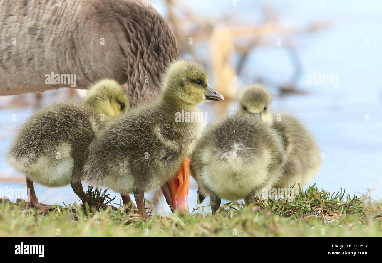 Fluffy Mignon Bebe Oie Cendree Gosling S Anser Anser Comite Permanent Sur Les Rives D Un Lac Avec Leur Parent A La Recherche De Nourriture Photo Stock Alamy