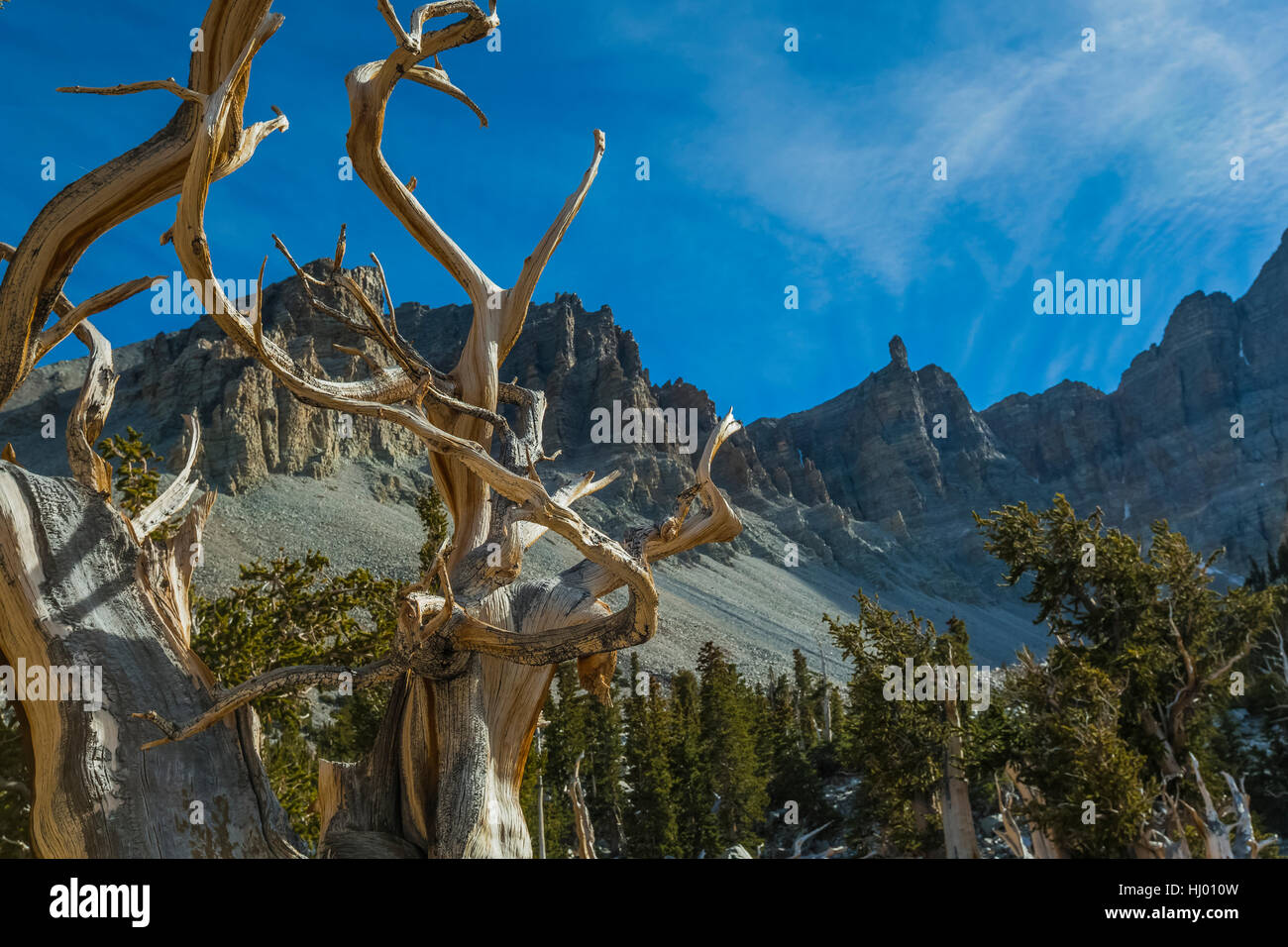 Grand Bassin antique Bristlecone Pine, Pinus longaeva, dans un bosquet au-dessous de Jeff Davis pic dans le Parc National du Grand Bassin, Nevada, USA Banque D'Images