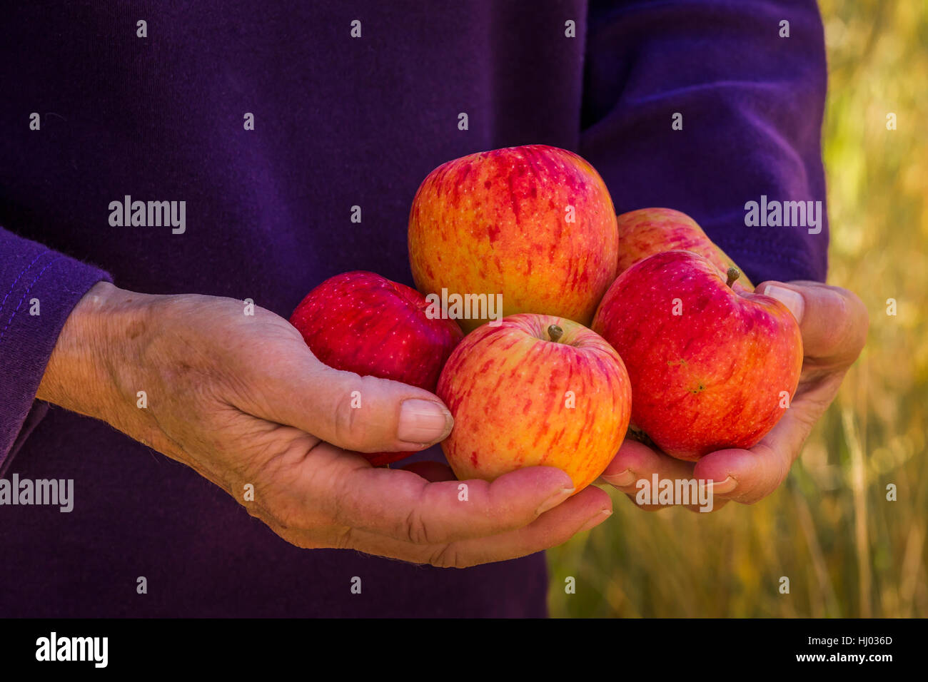 Les pommes provenant d'un vieux arbre homestead à Lower Lehman Creek Campground dans le Parc National du Grand Bassin, Nevada, USA Banque D'Images