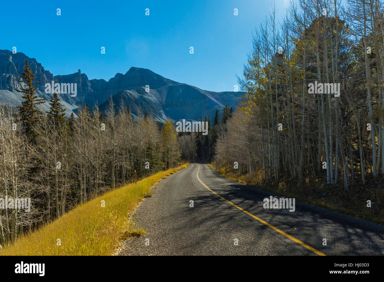 Wheeler Peak Scenic Drive aspen grove dans le Parc National du Grand Bassin, avec Wheeler Peak et Jeff Davis Peak, Nevada, USA Banque D'Images