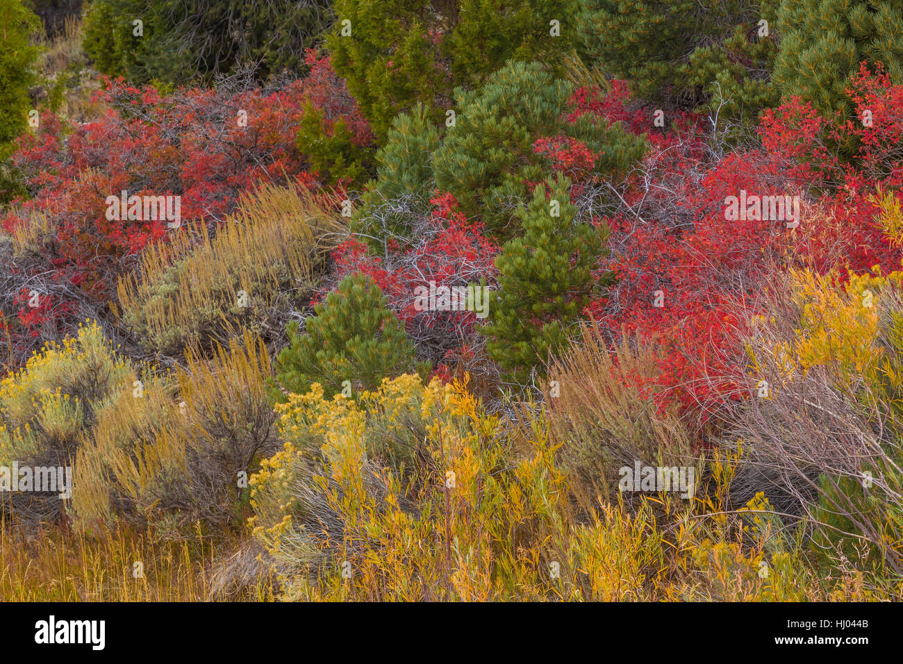 Desert Sumac, Rhus trilobata, aka Squawbush Skunkbush et, dans la couleur en automne avec la bigelovie puante dans le Parc National du Grand Bassin, Nevada Banque D'Images