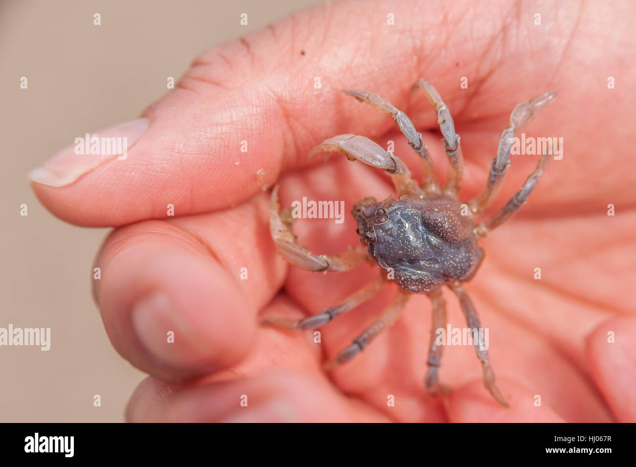 Crabe du soldat l'Australie Banque D'Images