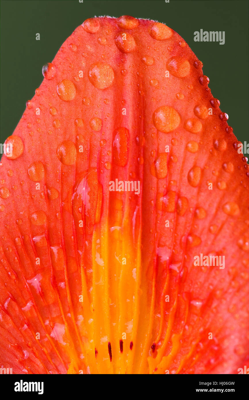 Macro, close-up, macro, admission vue en gros, fleur, plante, oeillet, Banque D'Images