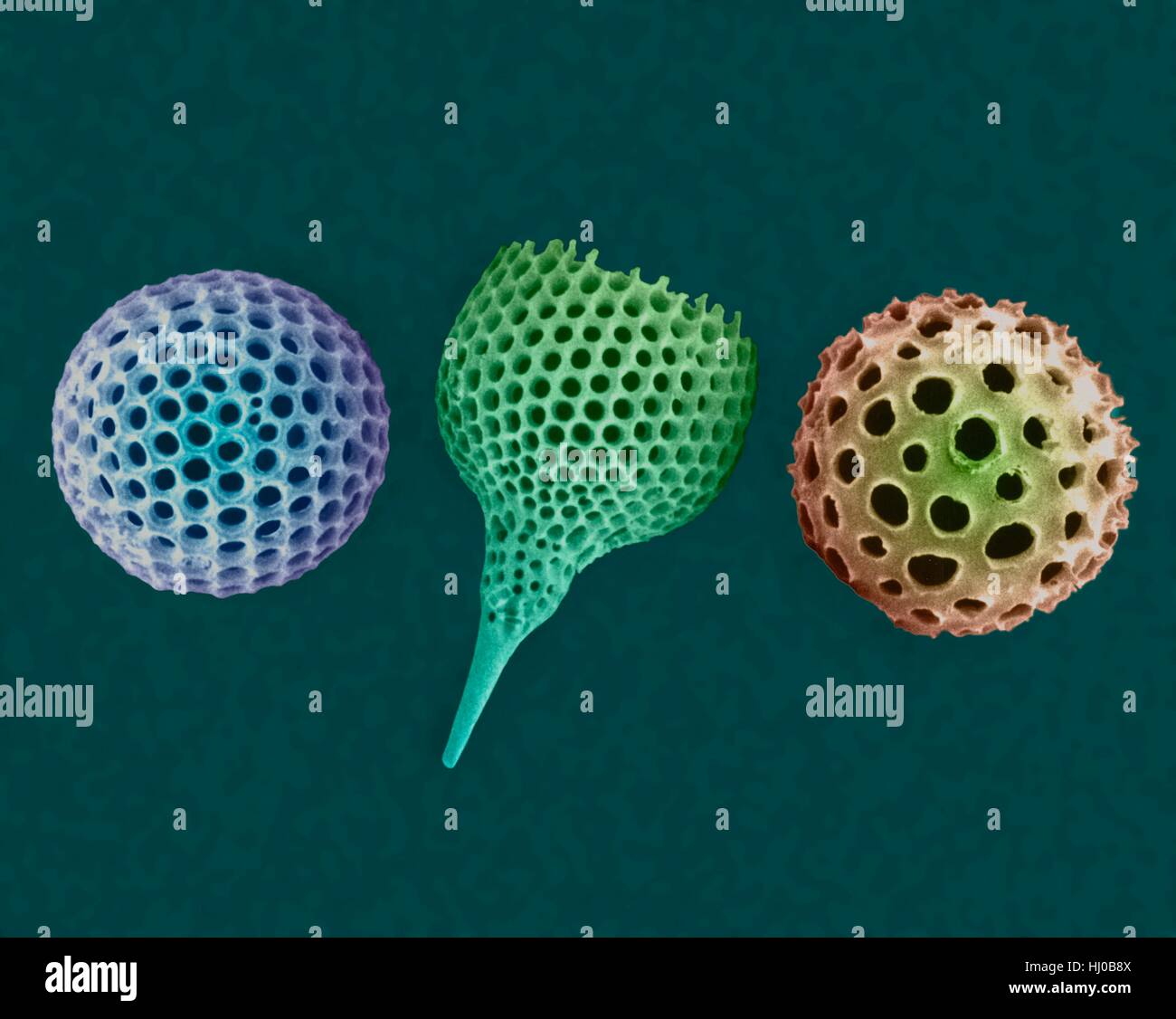 Les tests de radiolaires (eau salée),couleur de l'analyse des électrons Microphotographie (SEM).Le disque squelettes sont composés de silice ou de sulfate de strontium.Le Radiozoa de radiolaires existent (appelé aussi) sont des protozoaires qui produisent des squelettes minéraux complexes.Ils sont trouvés comme le zooplancton tout au long de leur squelette de l'océan Banque D'Images