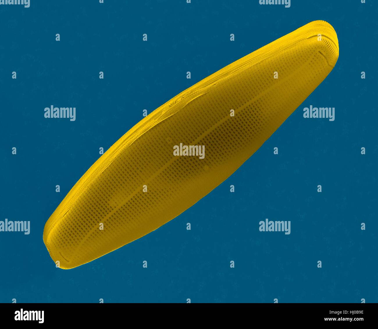 Couleur de l'analyse des électrons Microphotographie (SEM) de l'eau salée diatomée pennée frustule (Navicula sp.).Le genre Navicula est genre de,en forme de bateau, seule cellule,algue photosynthétique.C'est la silice diatomée pennée qui a squelette (frustule).Ces plantes unicellulaires microscopiques sont importantes d'oxygène de la biomasse Banque D'Images