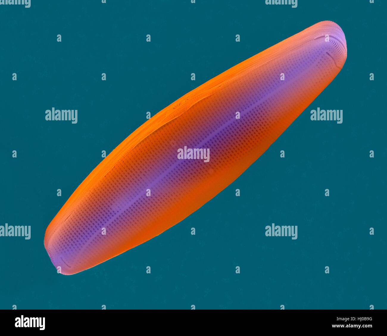 Couleur de l'analyse des électrons Microphotographie (SEM) de l'eau salée diatomée pennée frustule (Navicula sp.).Le genre Navicula est genre de,en forme de bateau, seule cellule,algue photosynthétique.C'est la silice diatomée pennée qui a squelette (frustule).Ces plantes unicellulaires microscopiques sont importantes d'oxygène de la biomasse Banque D'Images