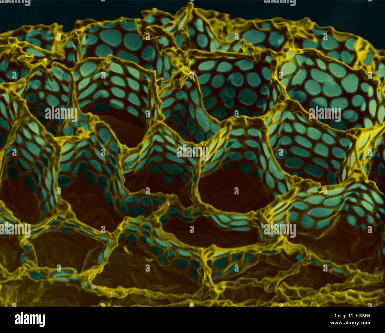 Surface des semences de la digitale (Digitalis purpurea),couleur de l'analyse des électrons Microphotographie (SEM).Cette image montre la graine (ou testa) de semences de la digitale (Digitalis purpurea).La testa a une structure en nid d'irréguliers.Le but du tégument structure est d'améliorer la germination.Le tégument pièges Banque D'Images