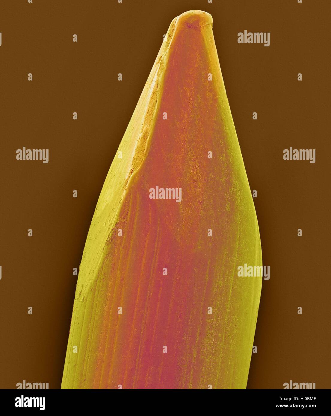 Couleur de l'analyse des électrons Microphotographie (SEM) de l'embout de finition nail.Un clou est en forme de pin,objet pointu de métal dur (acier) généralement utilisés comme attache.Clous pour fins spécialisés peuvent aussi être en acier inoxydable, laiton et d'aluminium.Nails sont habituellement enfoncés dans le bois (en général) par marteau ou par pistolet.Un clou possède des documents ensemble par friction dans le sens vertical de la résistance au cisaillement dans le sens latéral.Un point de l'ongle est également parfois courbée ou décroché pour l'empêcher de sortir.grossissement : X8 lors de l'axe le plus court imprimé à 25 millimètres. Banque D'Images