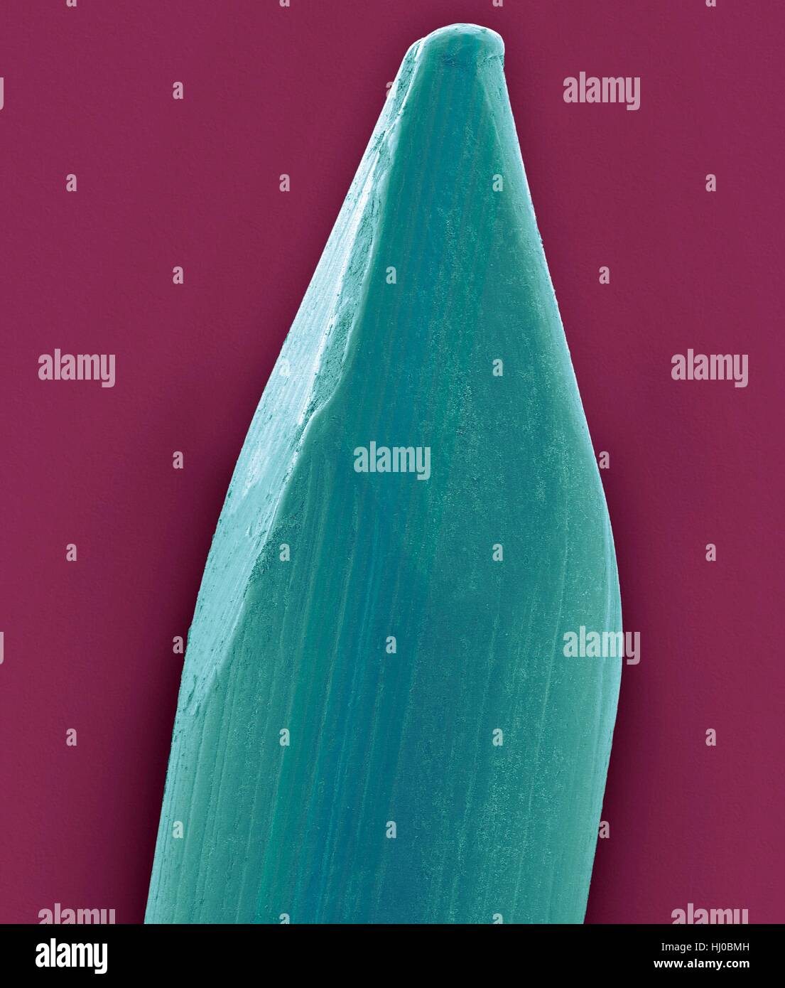 Couleur de l'analyse des électrons Microphotographie (SEM) de l'embout de finition nail.Un clou est en forme de pin,objet pointu de métal dur (acier) généralement utilisés comme attache.Clous pour fins spécialisés peuvent aussi être en acier inoxydable, laiton et d'aluminium.Nails sont habituellement enfoncés dans le bois (en général) par marteau ou par pistolet.Un clou possède des documents ensemble par friction dans le sens vertical de la résistance au cisaillement dans le sens latéral.Un point de l'ongle est également parfois courbée ou décroché pour l'empêcher de sortir.grossissement : X8 lors de l'axe le plus court imprimé à 25 millimètres. Banque D'Images