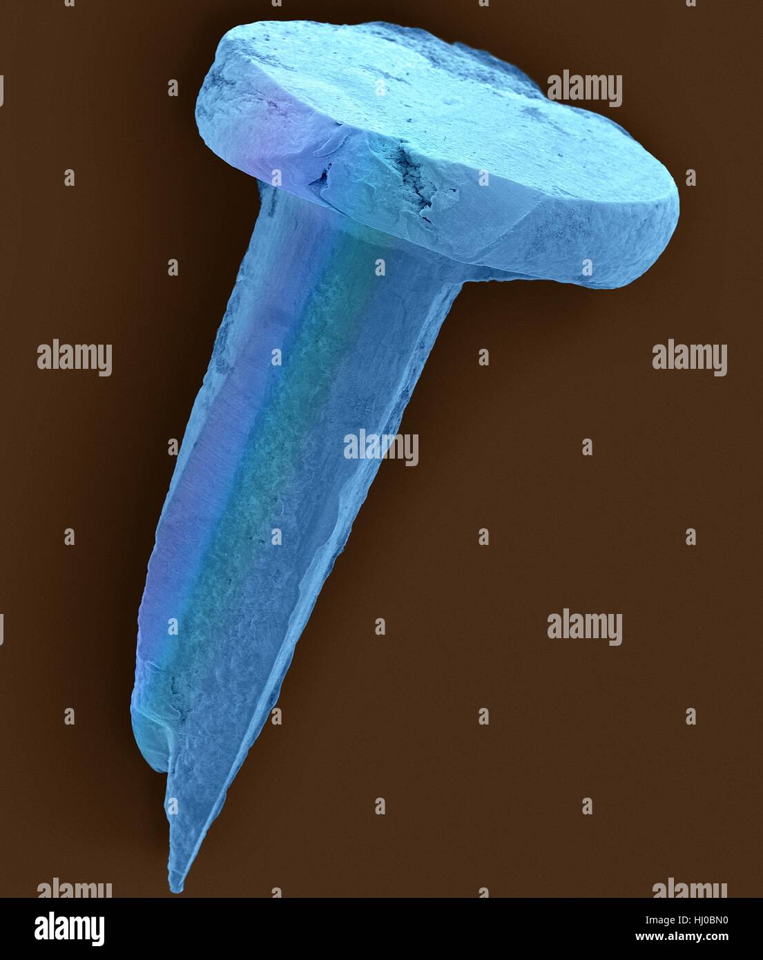 Couleur de l'analyse des électrons Microphotographie (SEM) de Tack nail.clouer les clous sont souvent utilisés pour l'équipement de tapis du plancher en bois.Un clou est en forme de pin,objet pointu de métal dur (acier) généralement utilisés comme attache.Clous pour fins spécialisés peuvent aussi être en acier inoxydable, laiton et d'aluminium.Nails Banque D'Images